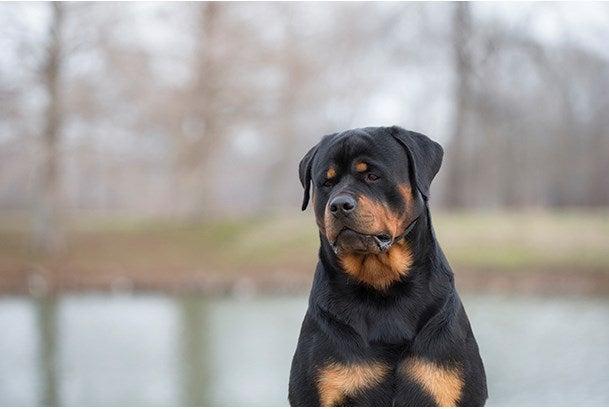 Rottweiler long clearance snout